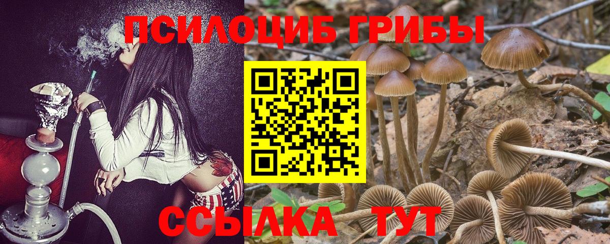 Полысаево  Псилоцибиновые грибы Psilocybine cubensis  Псилоцибиновые грибы мухоморы  Вход с VPN 